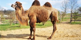 Zoopark zájezd Velbloud Dvouhrbý