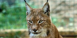 Zoopark zájezd lynx
