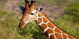 ZOO Lodz - Giraffe