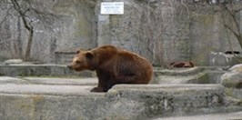 ZOO Warszawa - Bear