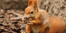 Zoopark zájezd Veverka obecná