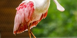 Zoo Ostrava - kolpík růžový
