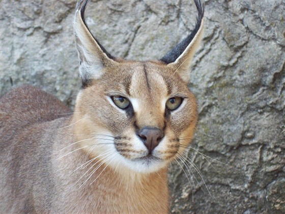 ZOO Fauverie du Faron – Le Lynx