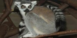 Ústí nad Labem Zoological Gardens - Tailed lemur