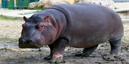 ZOO Ostrava - Hippo