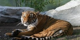 ZOO Ústí nad Labem - Tiger of Malaysia