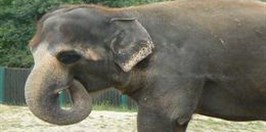 ZOO Ústí nad Labem - Elephant of India